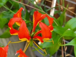 Gloriosa superba flower showing bent style